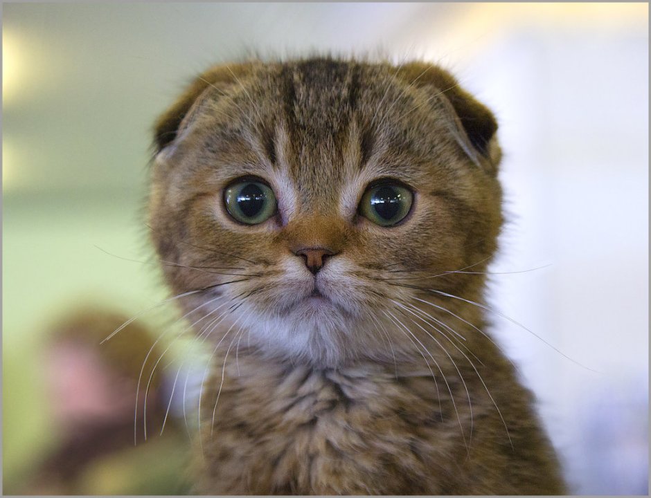 Кошка с прижатыми ушами