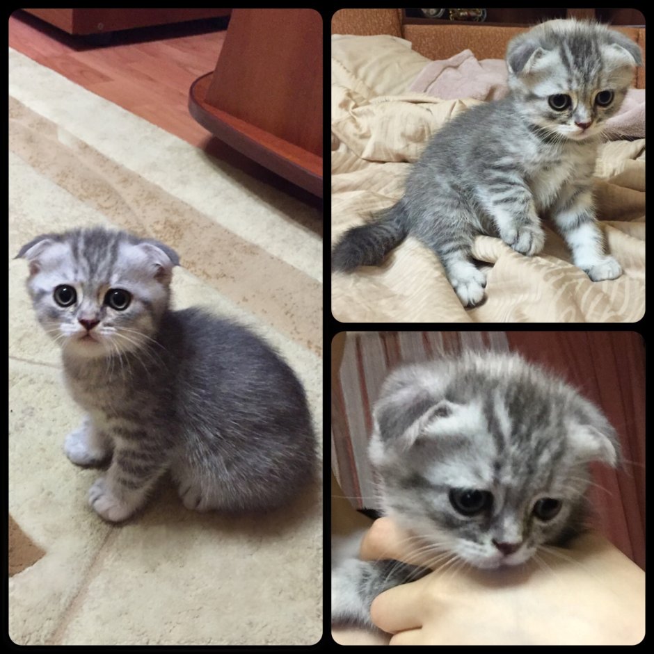 Уши у шотландских котят