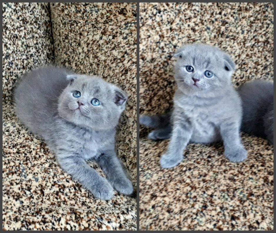Чистокровные Шотландские котята вислоухие