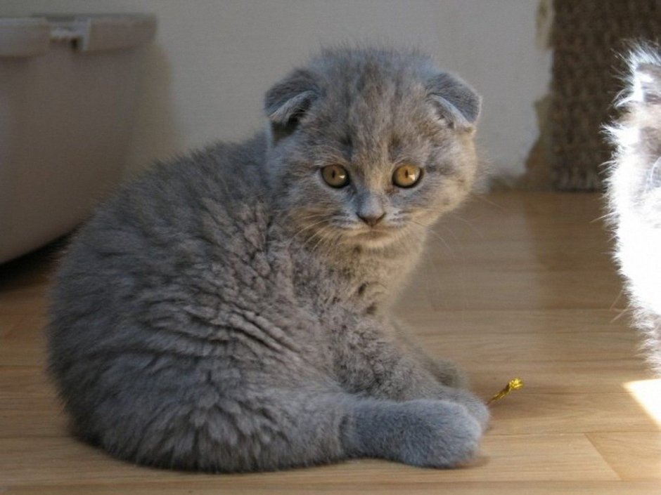 Скоттиш фолд грей