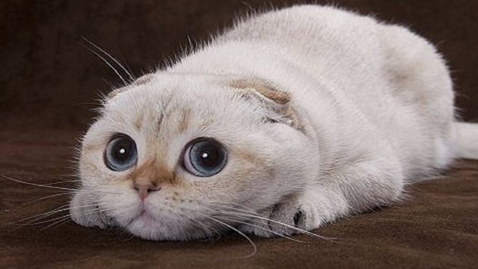 Шотландская вислоухая кошка