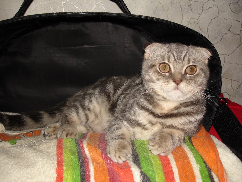 Шотландская вислоухая кошка с прямыми ушами