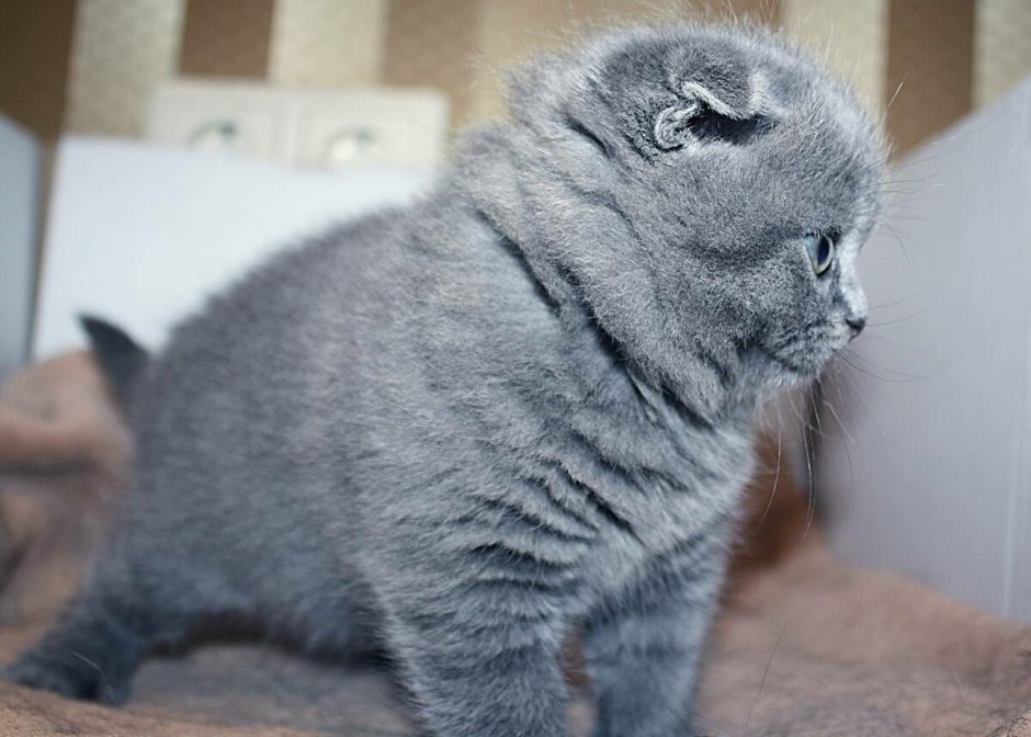 Вислоухие котята шотландцы серые