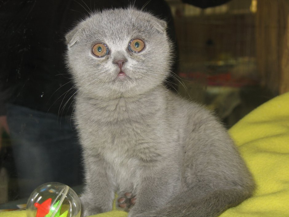 Кличка для вислоухого кота
