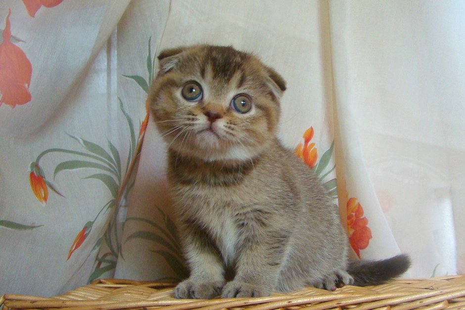 Шотландская вислоухая короткошерстная