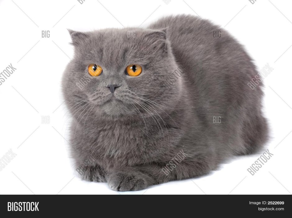 Уши вертолеты у шотландской кошки