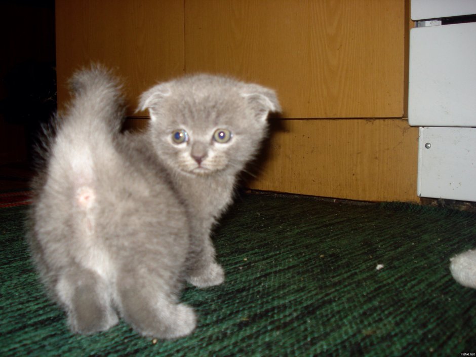 Котята вислоухие Шотландские за 1 рубль