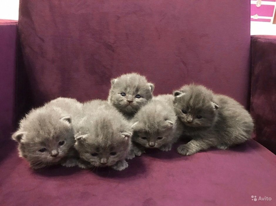 Вислоухие котята 3 недели