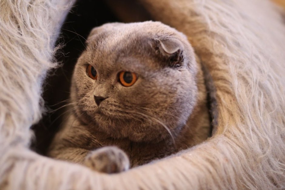 Скоттиш-фолд Шотландская