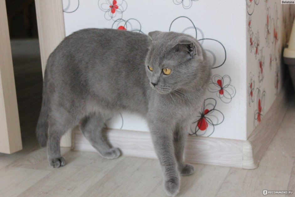 Хвост у вислоухих котов