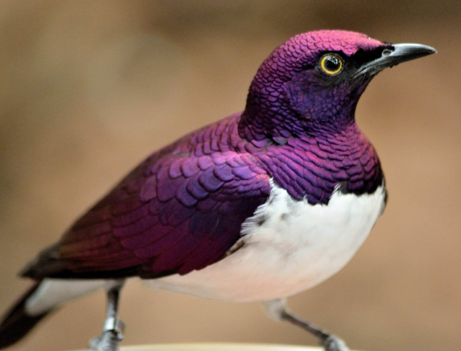 Violet Sabrewing Hummingbird