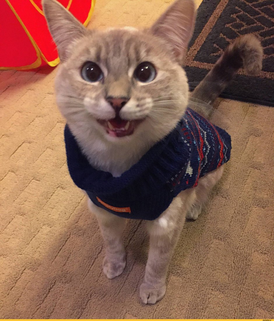 Кот в восторге