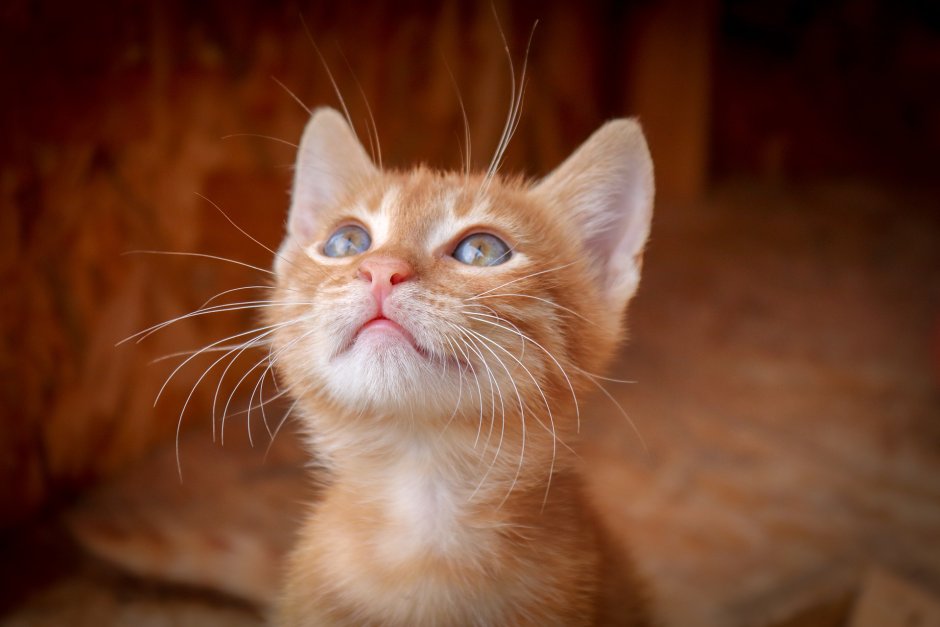 Котик с нимбом