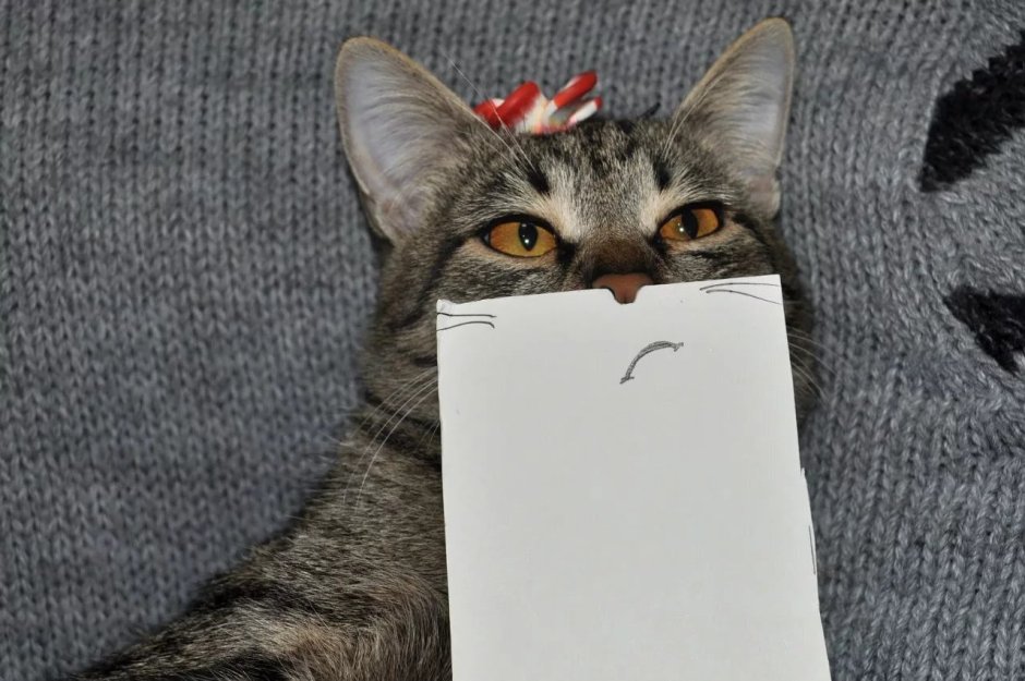 Котики картинки прикольные