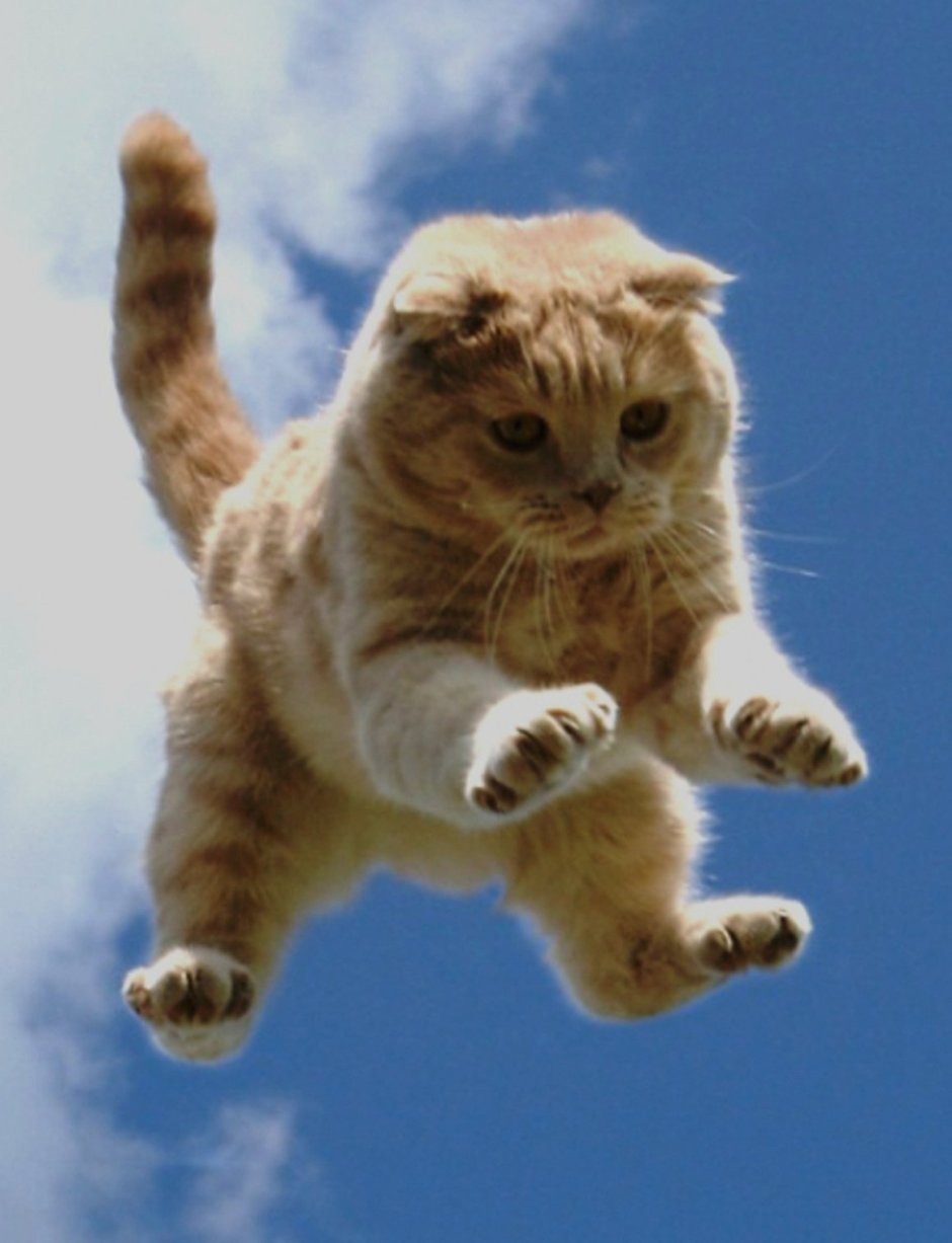 Летающий котенок