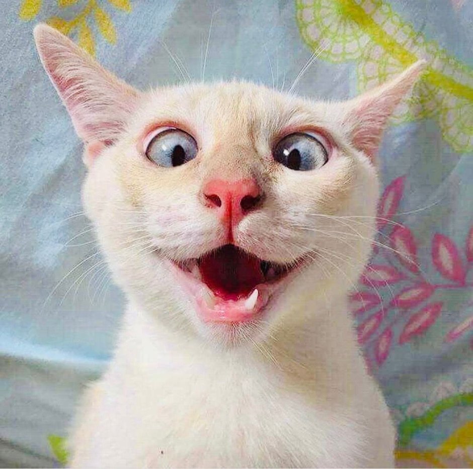 Котик в восторге
