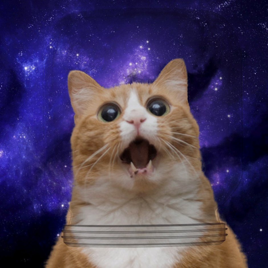 Коты мемы