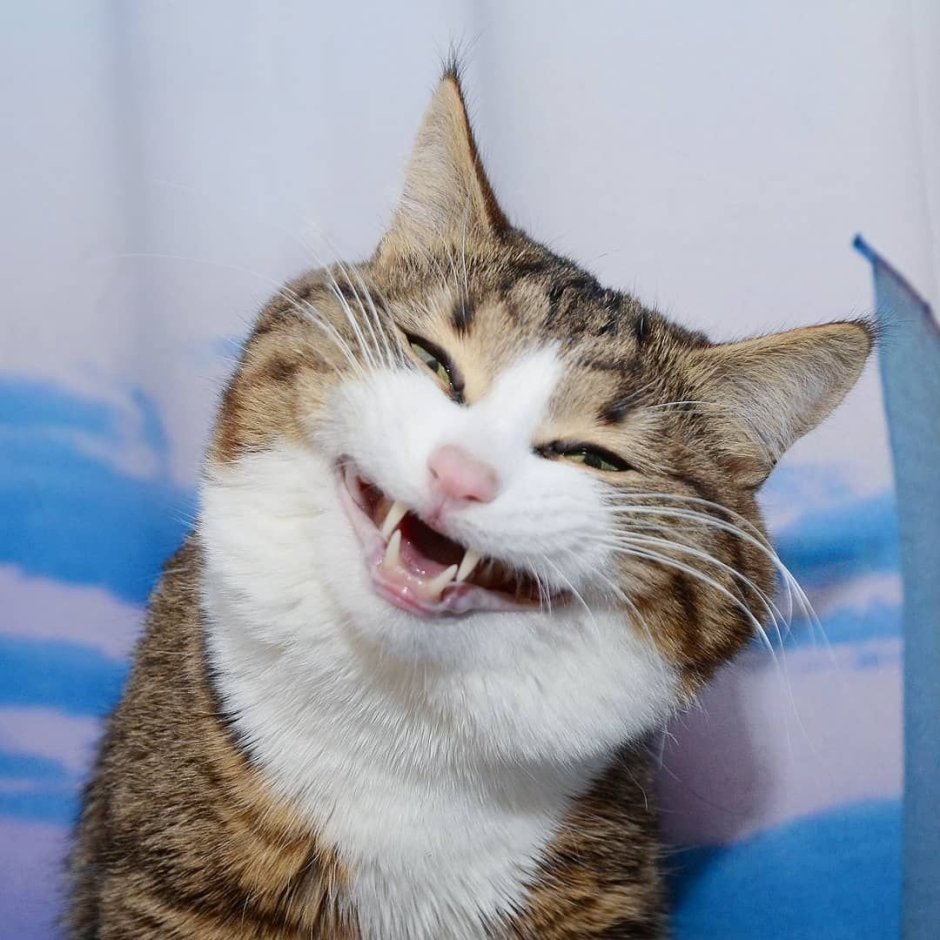 Смешные рожи котов