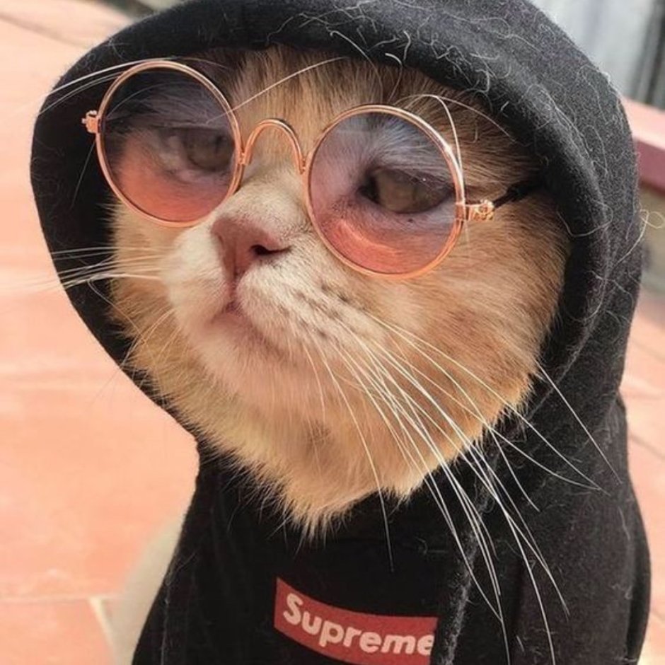 Кот в очках