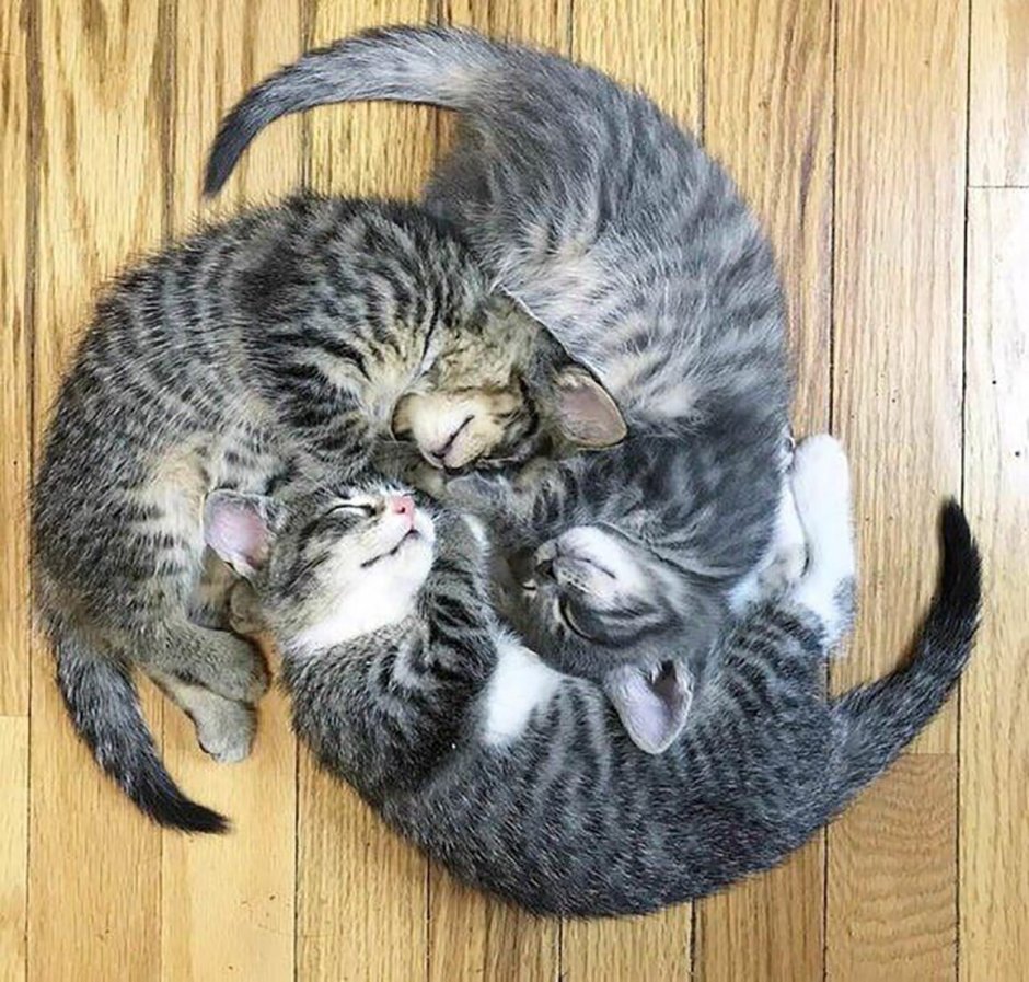 Кот и кошка милота