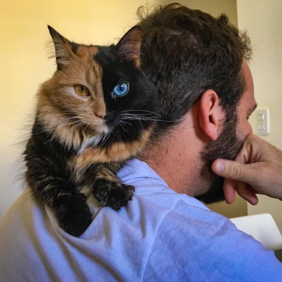 Кот в восторге