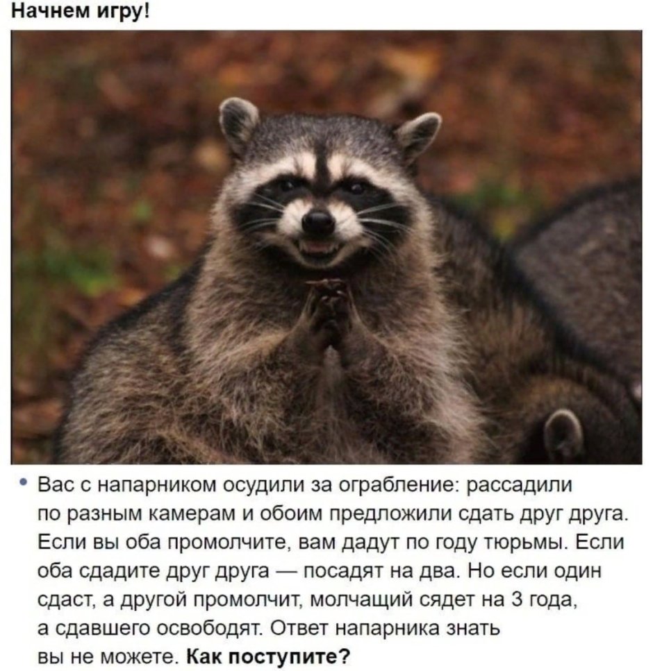 Злобный енот Мем