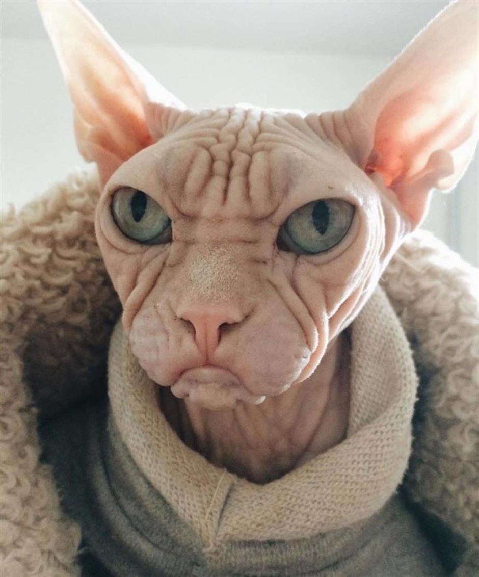 Лысый кот Локи