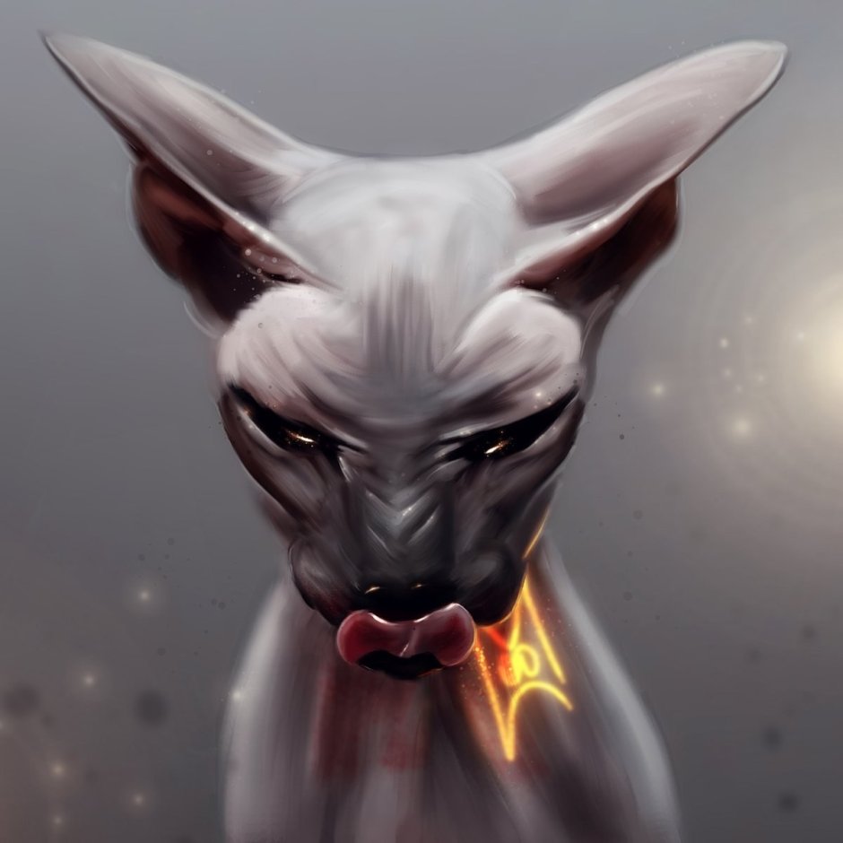 Кот сфинкс