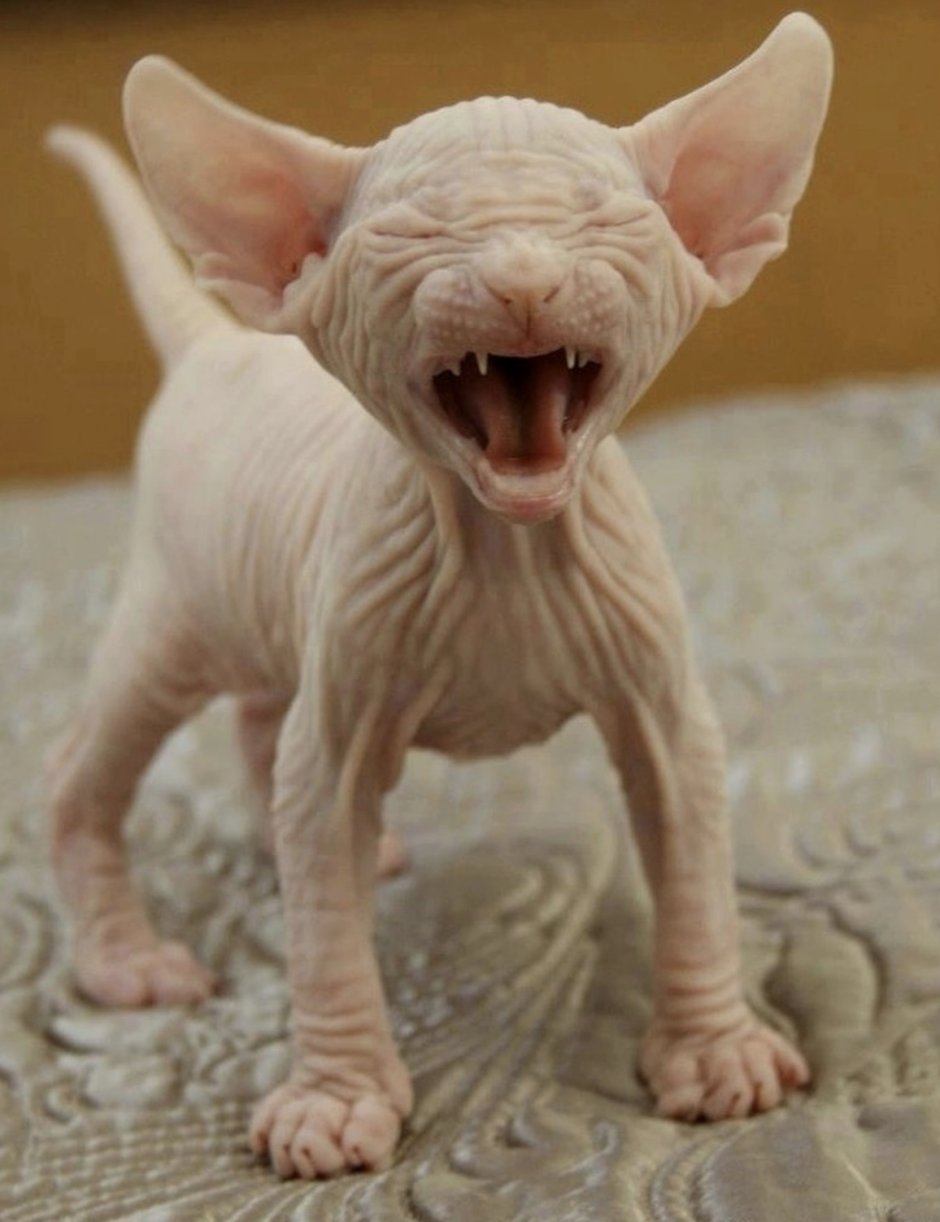 Сфинкс кошка фубля