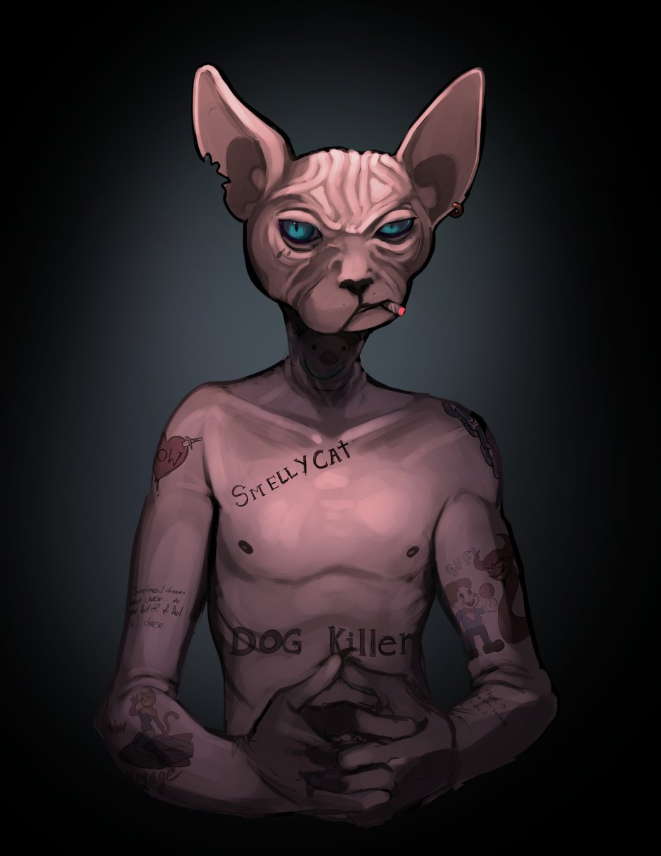 Кот сфинкс