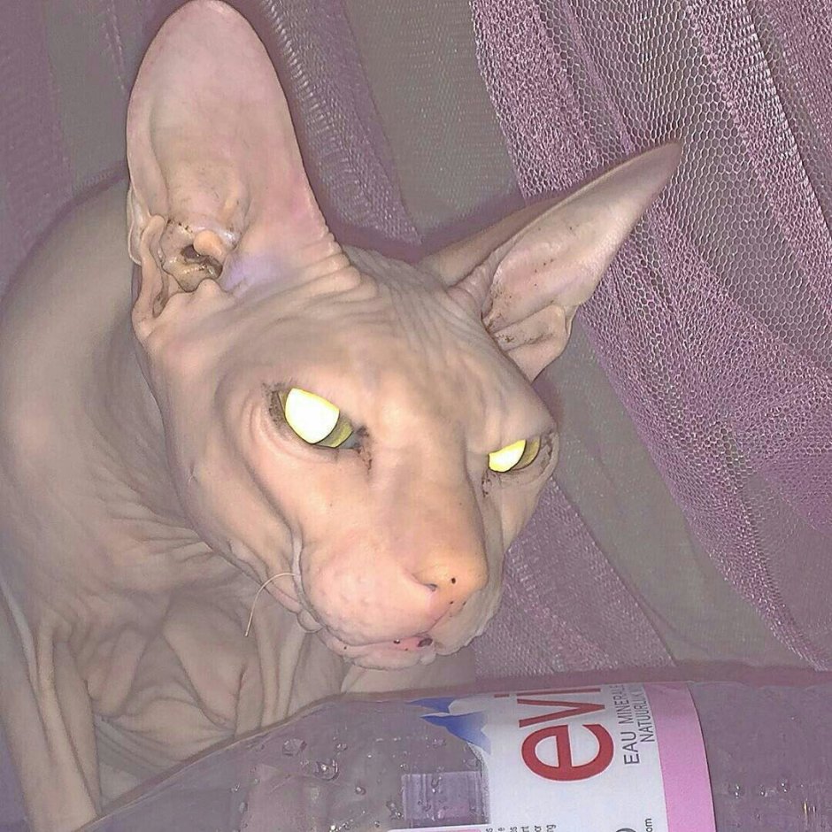 Смешной кот сфинкс