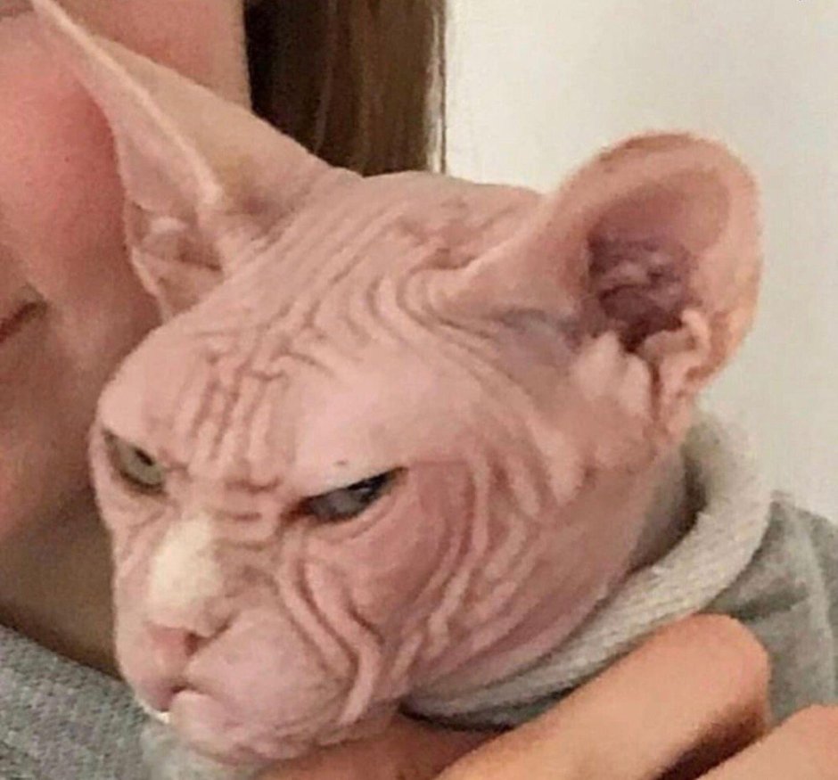 Сфинкс кот мемы