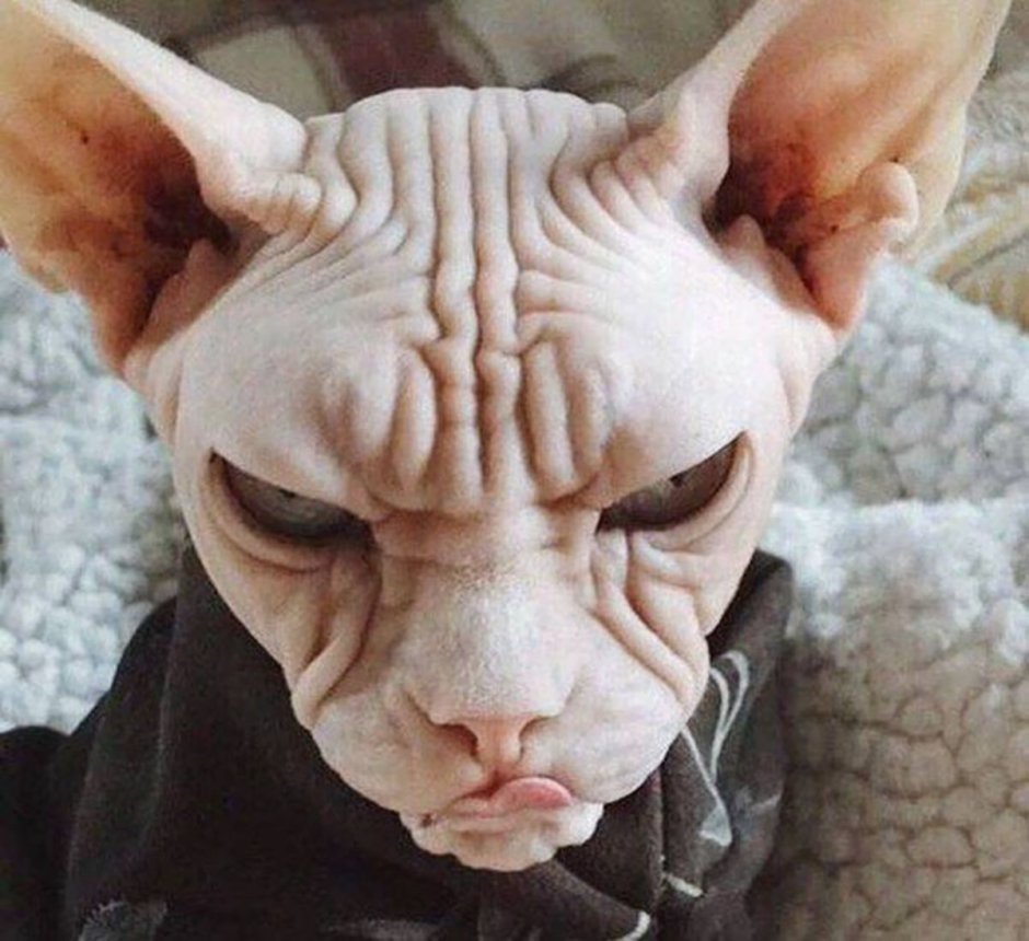 Смешной сфинкс рисунок