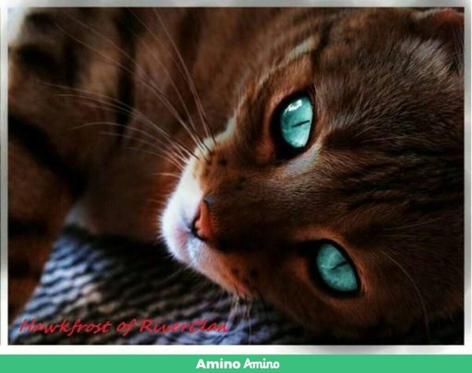 Коричневая кошка с голубыми глазами