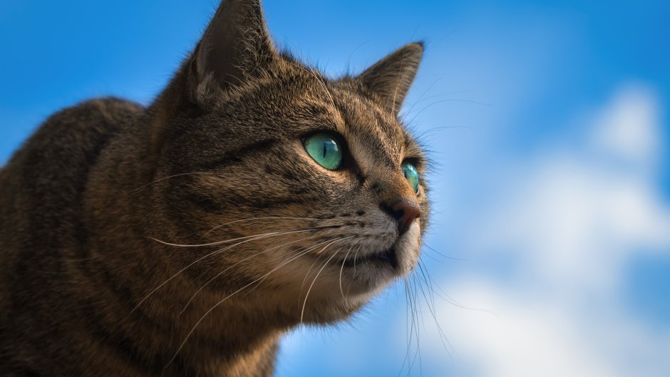 Коричневая кошка