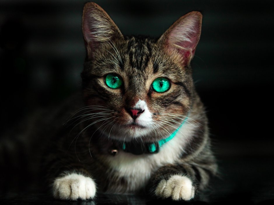 Зеленоглазая коричневая кошка