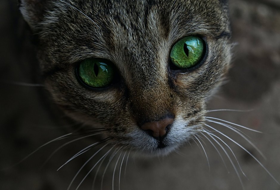 Серо коричневый кот