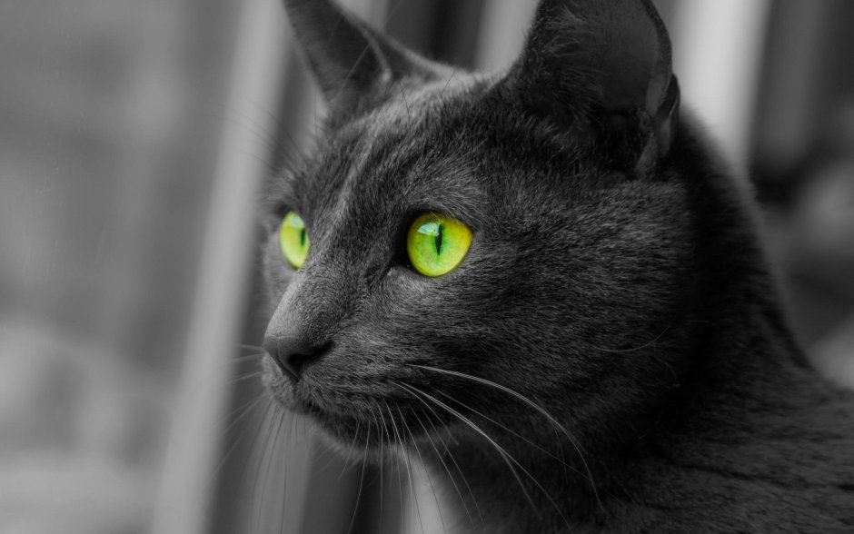 Макросъемка кошек