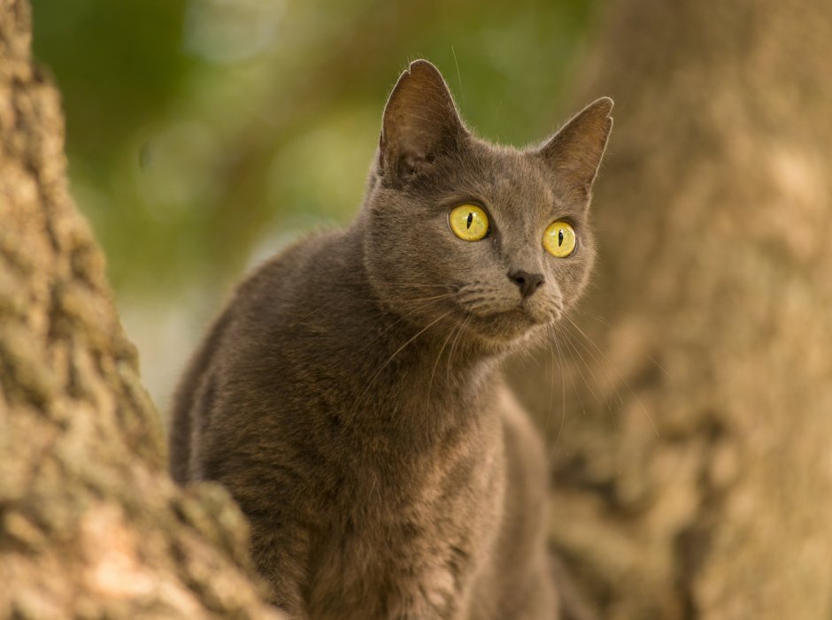 Зеленоглазая кошка