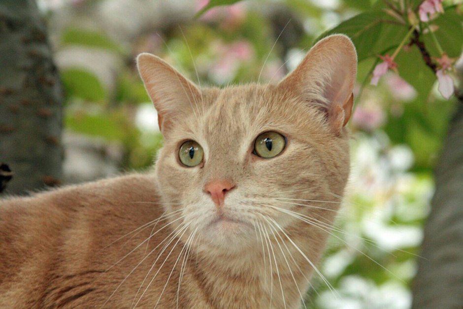 Бомбейская кошка