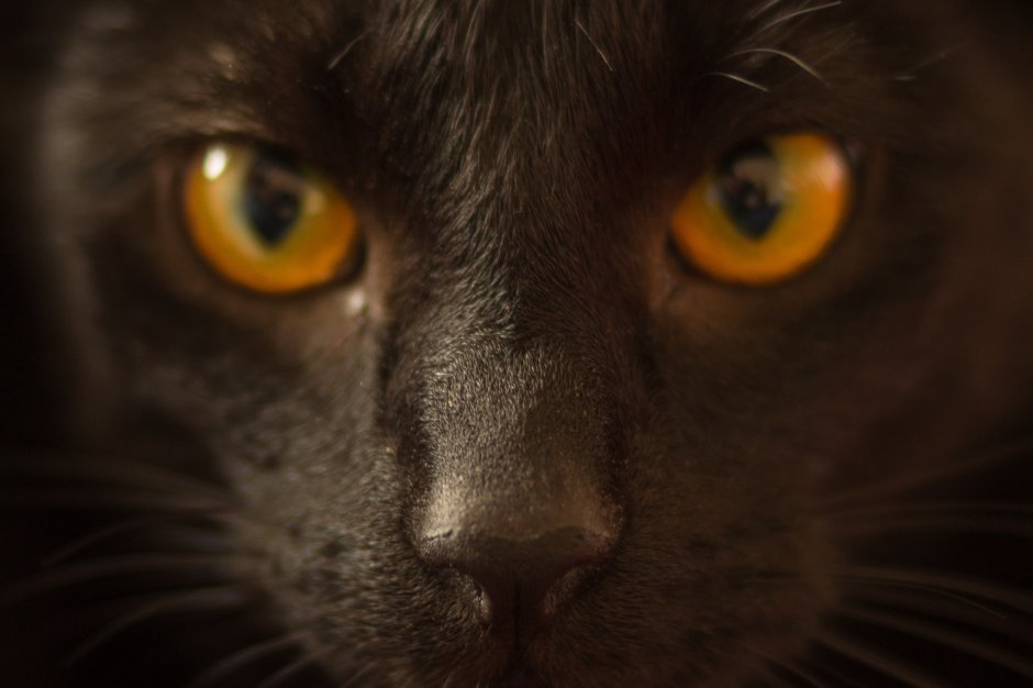 Коты Воители Огнезвёзд