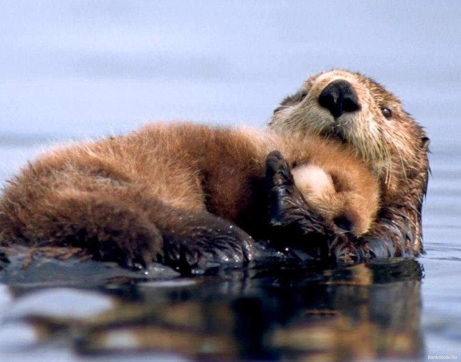 Конкурса comedy Wildlife Photography Awards