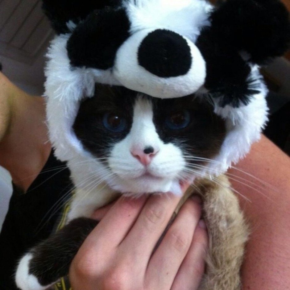 Кошка Панда