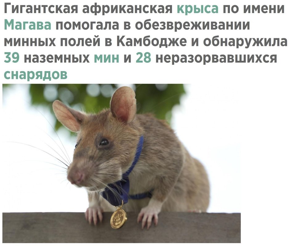 Крыса стоя