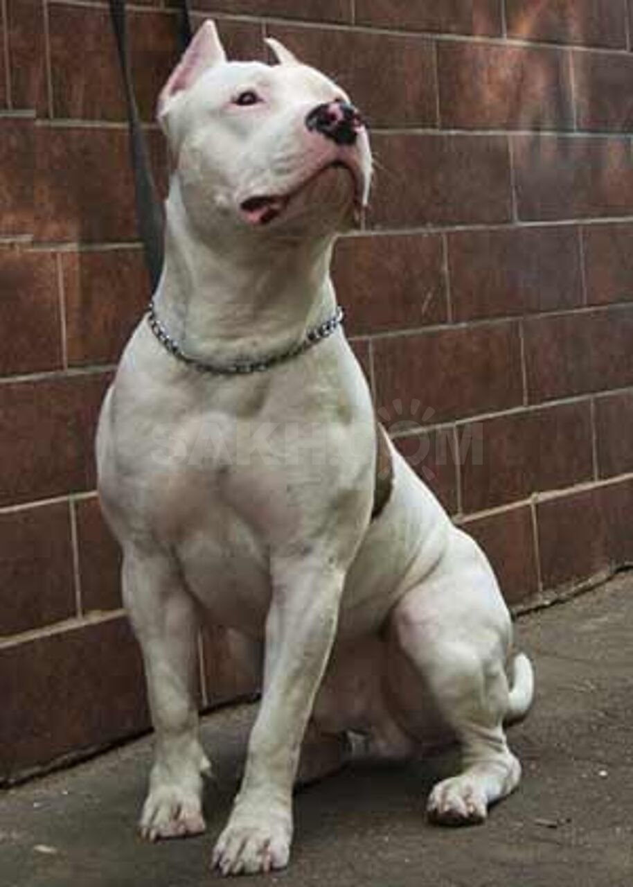 Стаффордширский терьер белый большой
