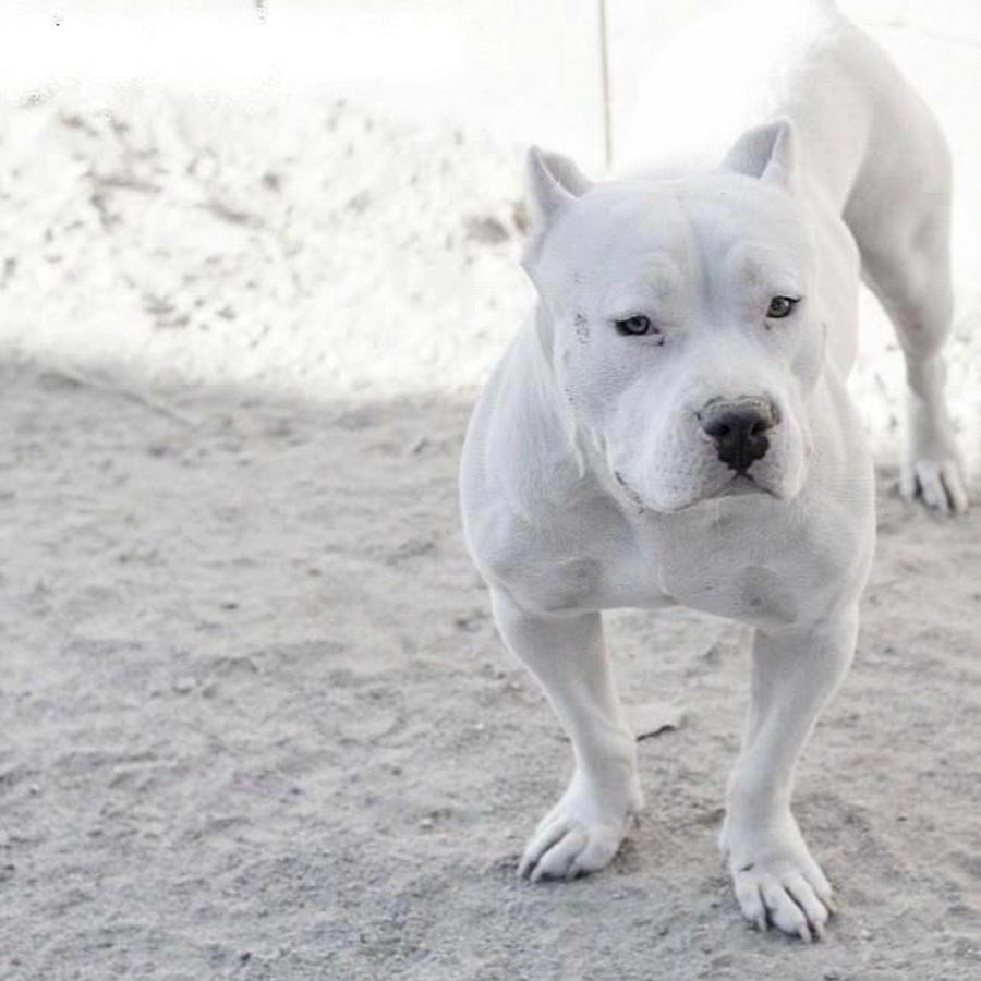 Американский стаффордширский терьер белый