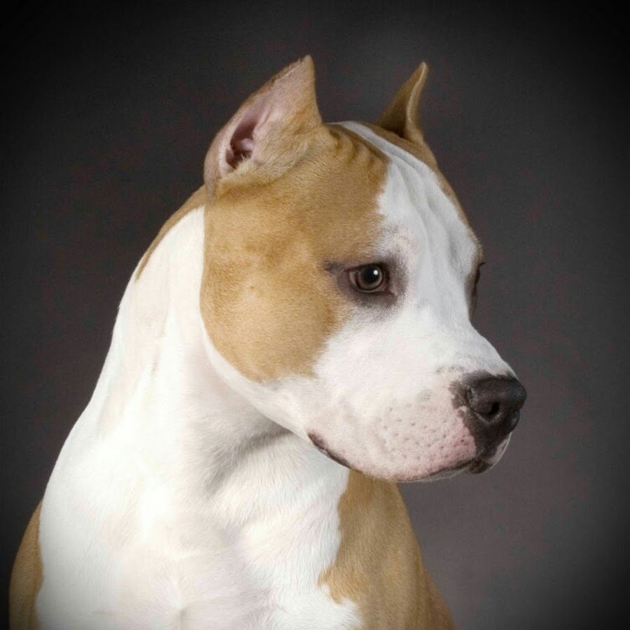 Купированные уши амстаффа