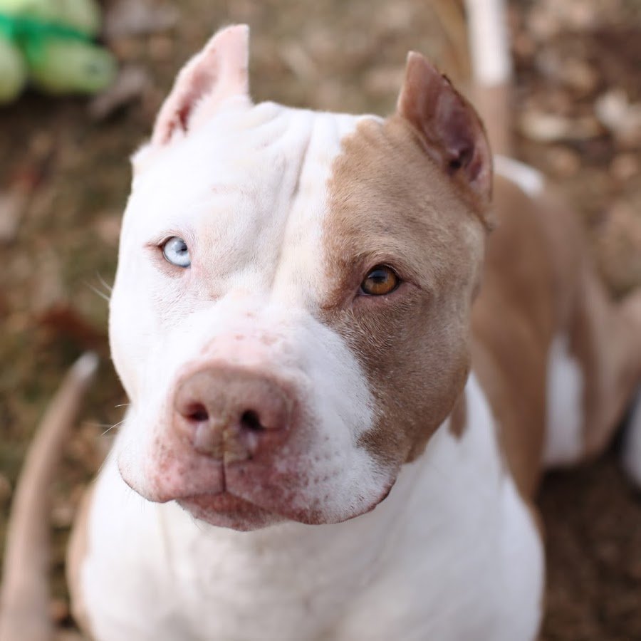 Аргентинский стаффордширский терьер Бойцовский