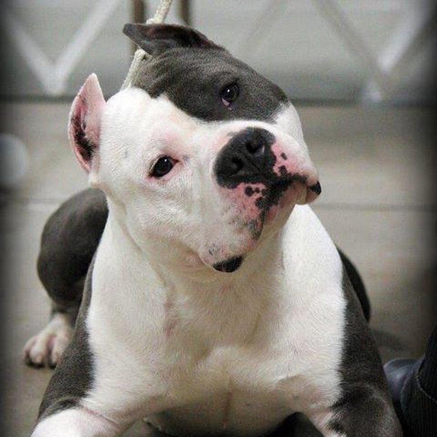 Американский стаффордширский терьер белый с черными пятнами