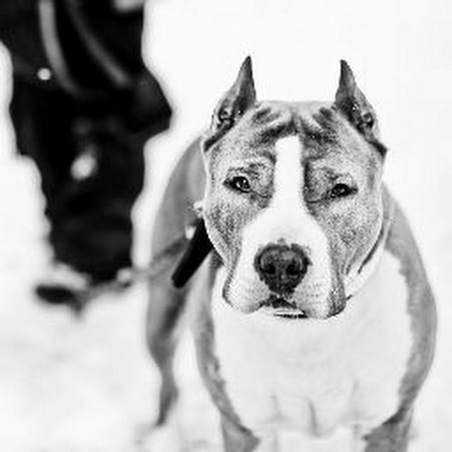 Стафф зимой на обои